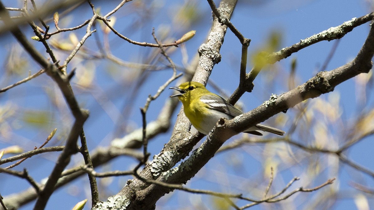 Yellow-throated Vireo - R Miller