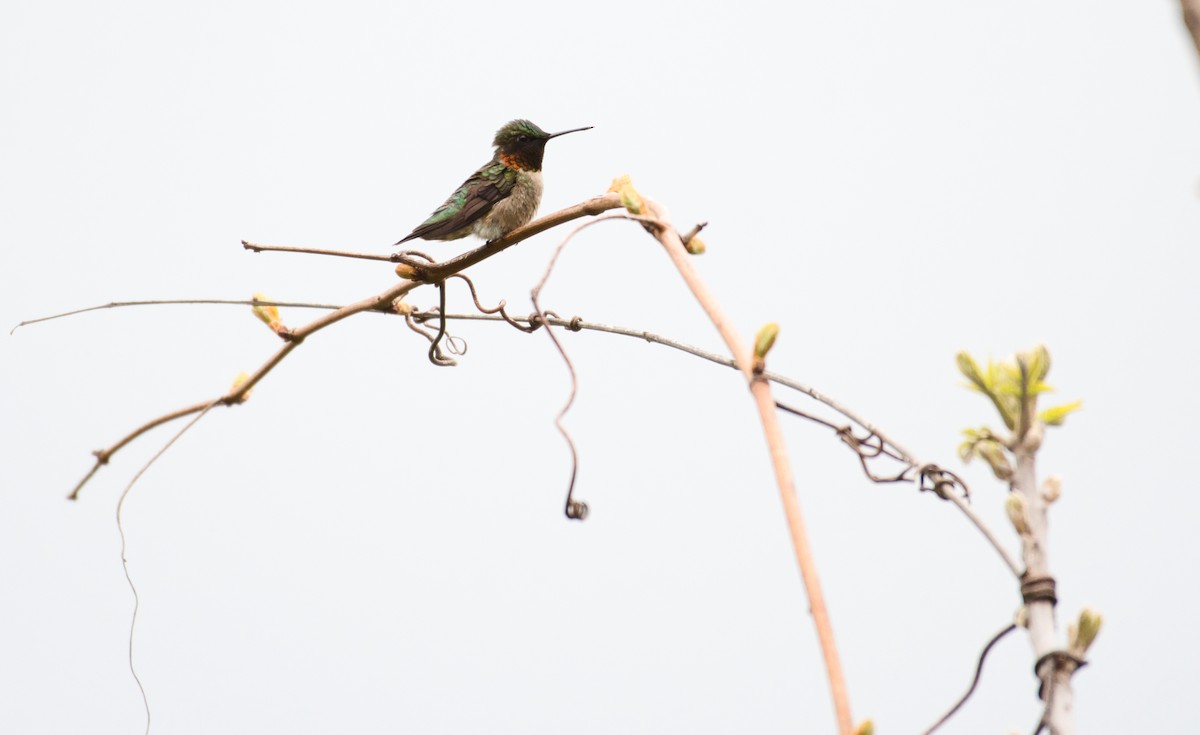 Ruby-throated Hummingbird - Robert Sebring