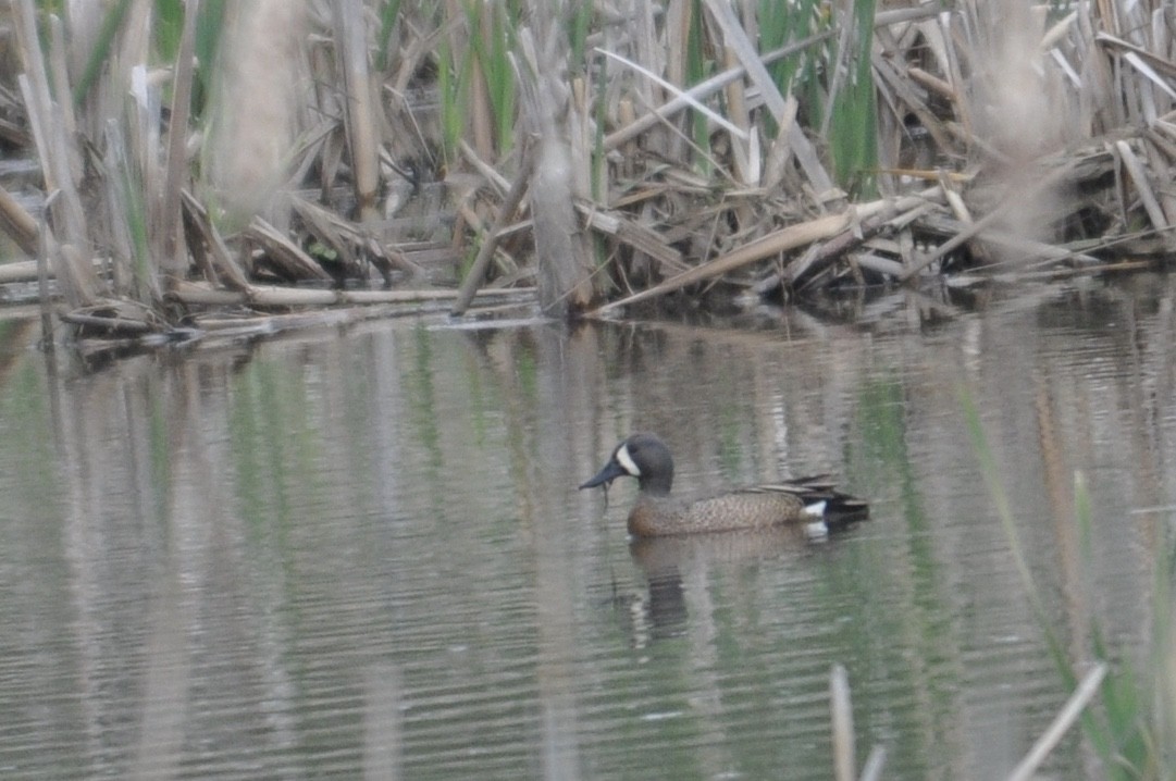 Blue-winged Teal - ML230307161