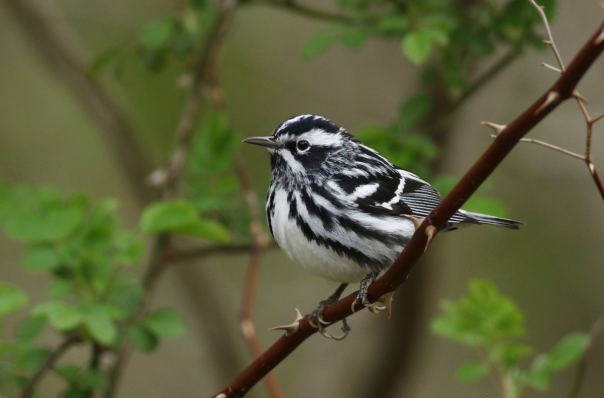 Black-and-white Warbler - ML230307391