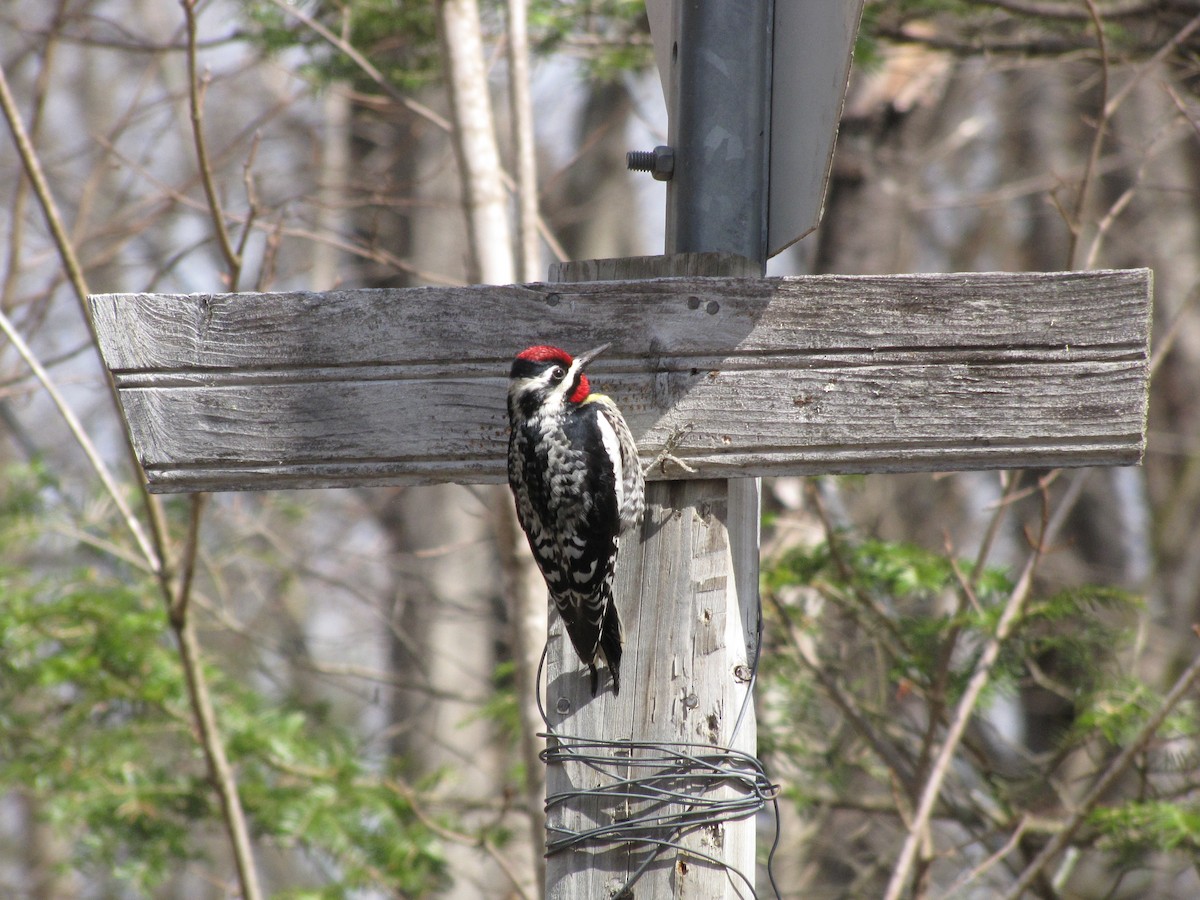 Yellow-bellied Sapsucker - Suzanne Maillé COHL