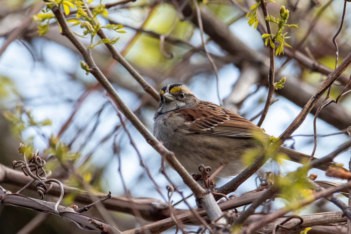 White-throated Sparrow - Jonah Perelman