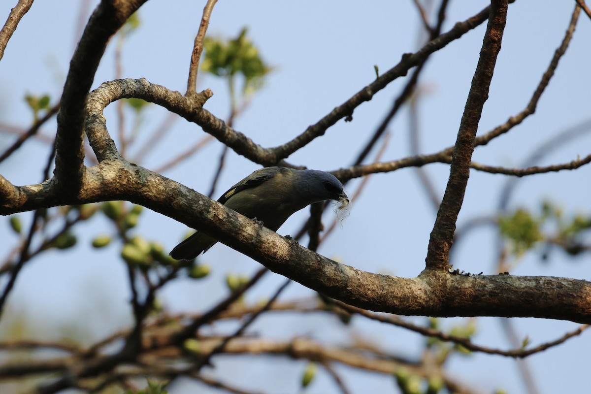 Yellow-winged Tanager - ML230312371