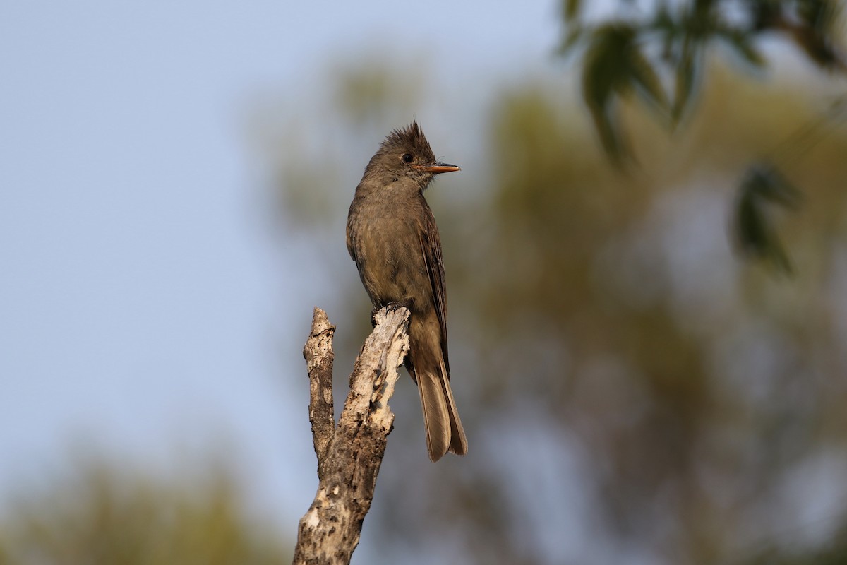 Greater Pewee - ML230313121