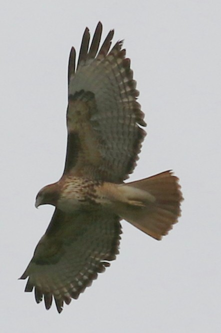 Red-tailed Hawk - ML23031421