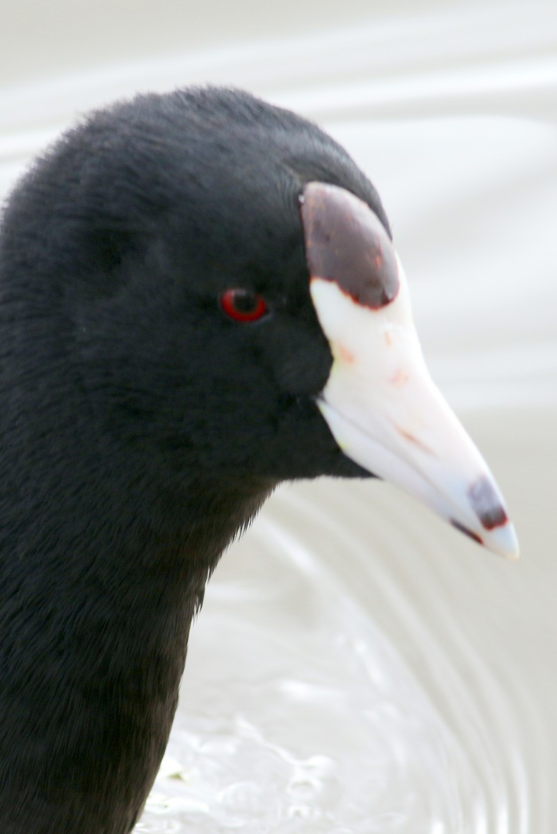 American Coot (Red-shielded) - ML23031471