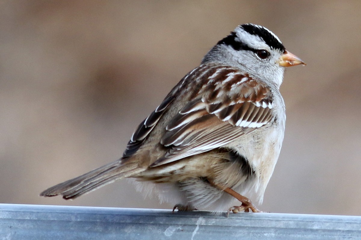 White-crowned Sparrow (Gambel's) - Jon G.