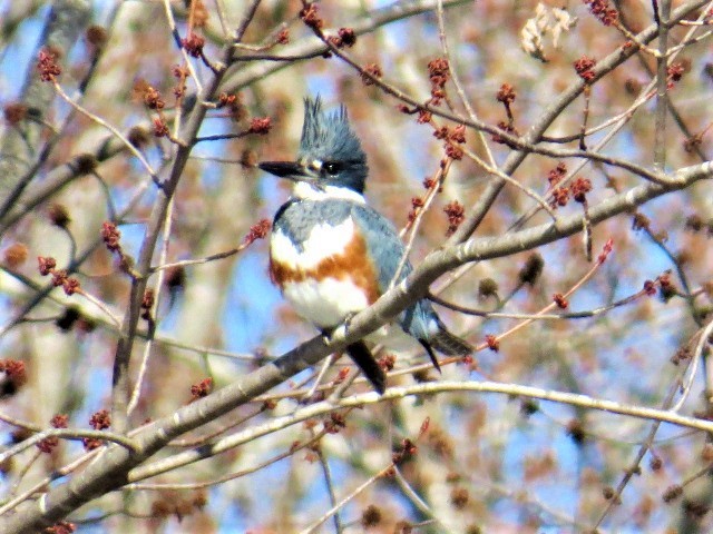 Belted Kingfisher - pamela hoyland