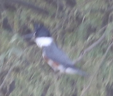Belted Kingfisher - ML23031841