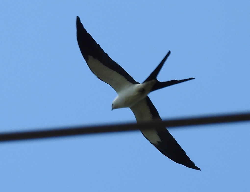 Swallow-tailed Kite - ML230319461