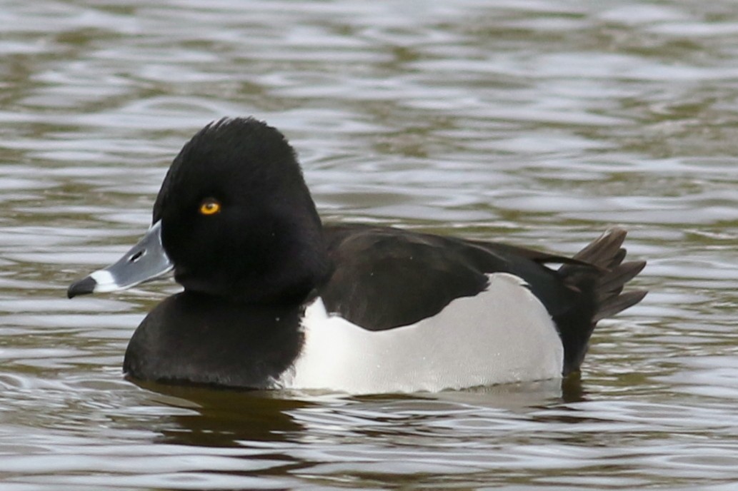 Ring-necked Duck - ML23032001