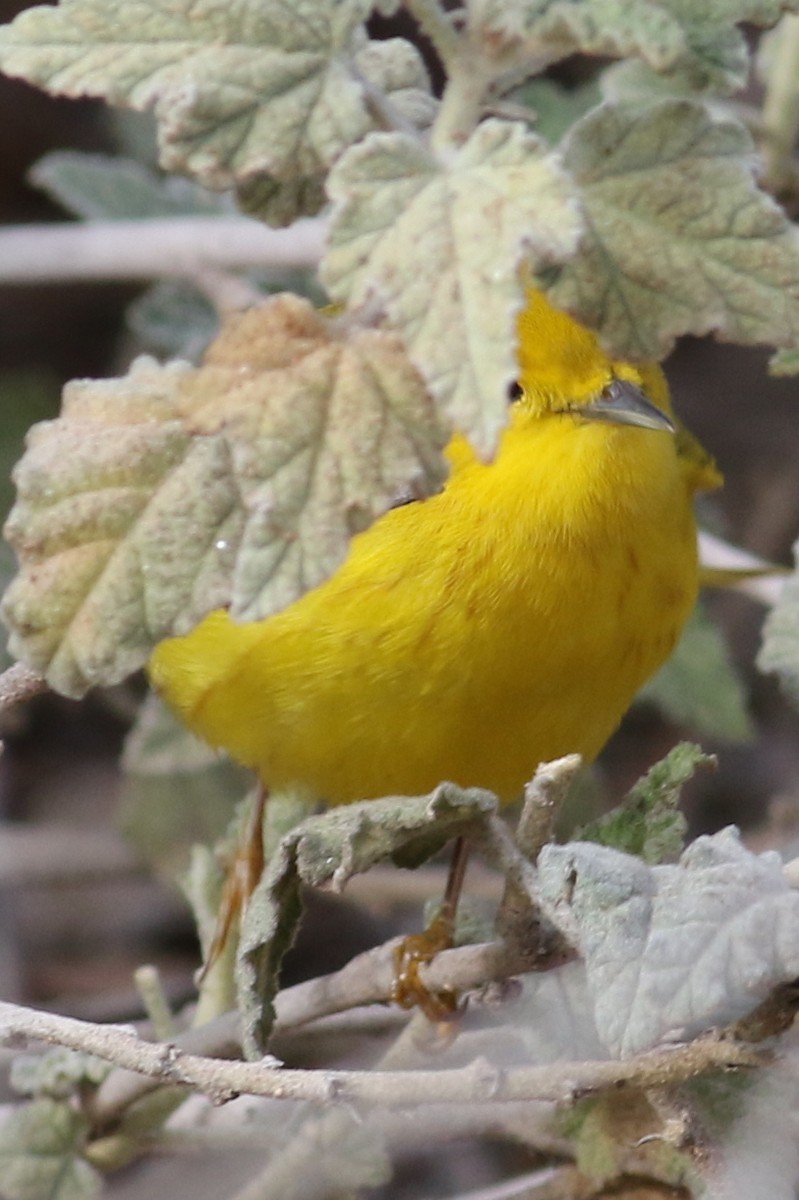Yellow Warbler - Jon G.