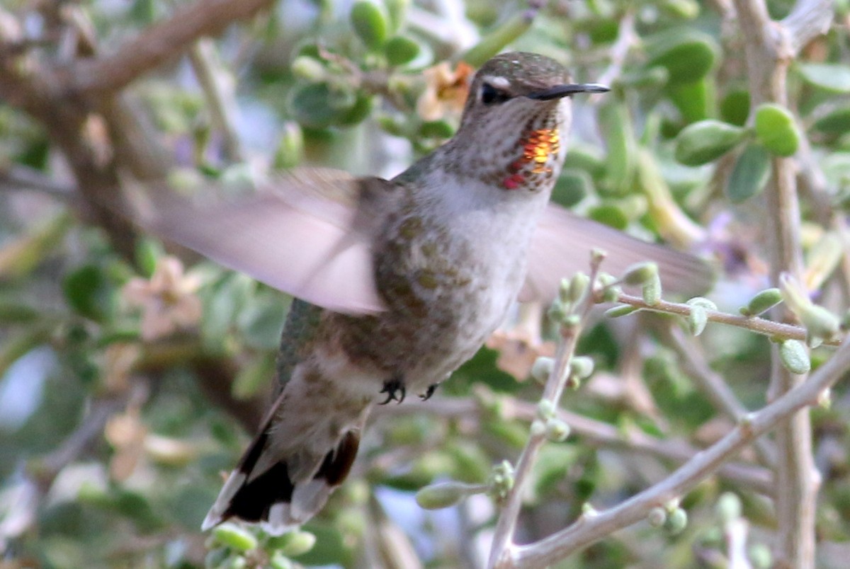 Anna's Hummingbird - ML23032471