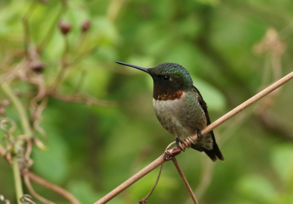 Ruby-throated Hummingbird - Matthew Eckerson