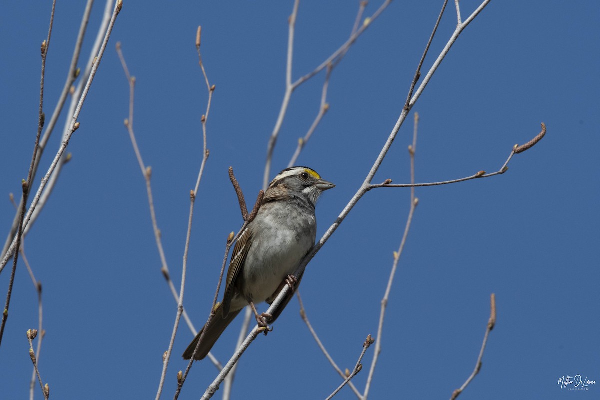 White-throated Sparrow - ML230343611