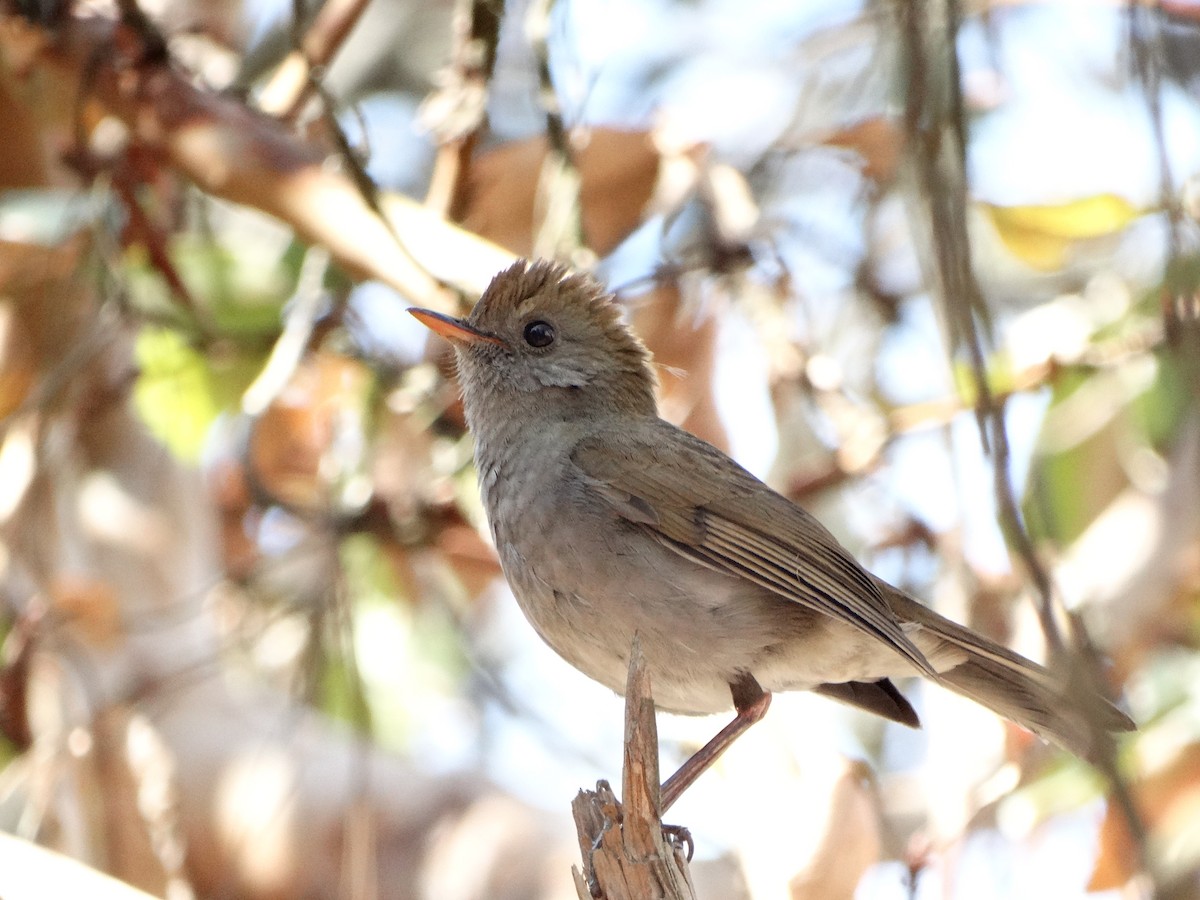 Ruddy-capped Nightingale-Thrush - Birdwatching Xela xelaadventure@gmail.com