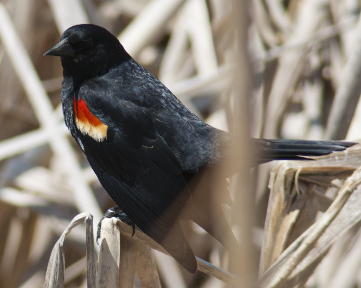Red-winged Blackbird - Jasper Weinberg
