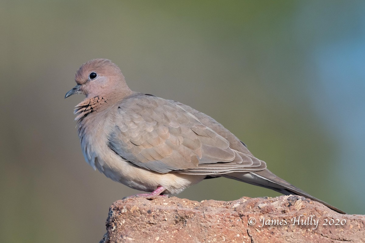 Laughing Dove - ML230353811