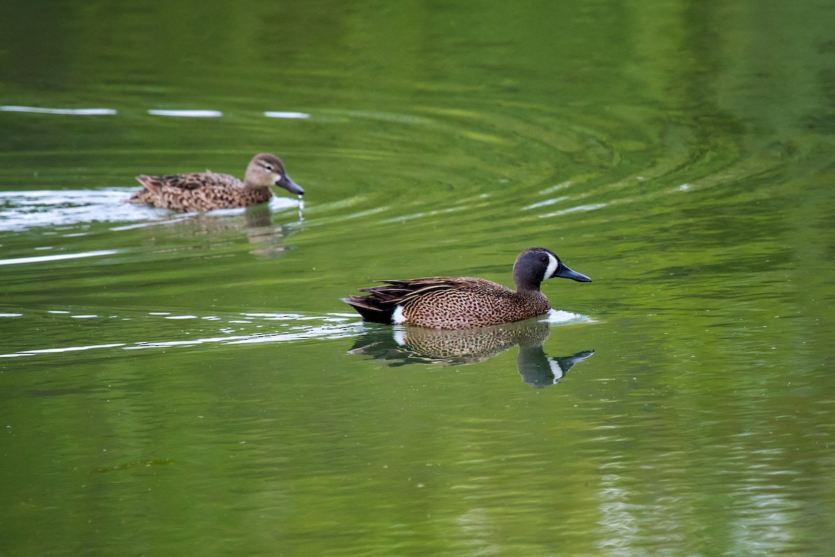 ebird-checklist-19-mar-2022-virginia-tech-vet-school-pond-9-species