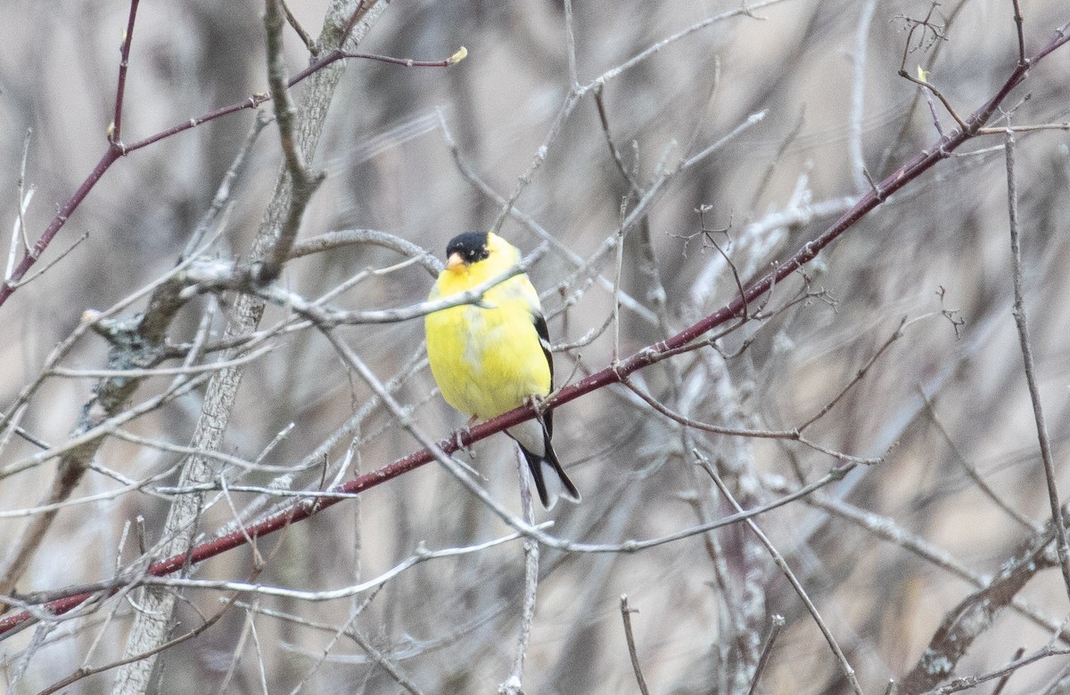 American Goldfinch - Phil McNeil