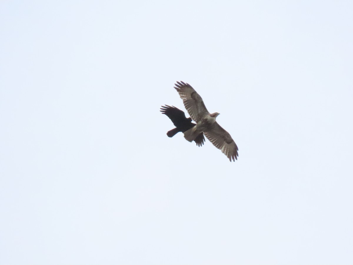 Red-tailed Hawk - ML230363681