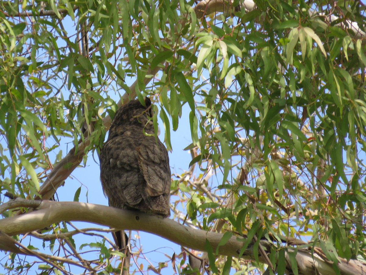 Great Horned Owl - ML230367321