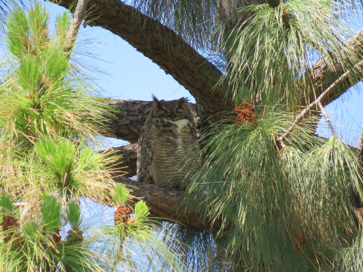 Great Horned Owl - ML230367531
