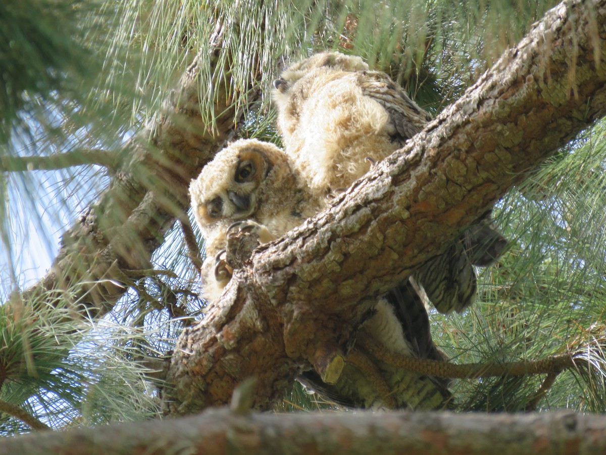 Great Horned Owl - ML230367581
