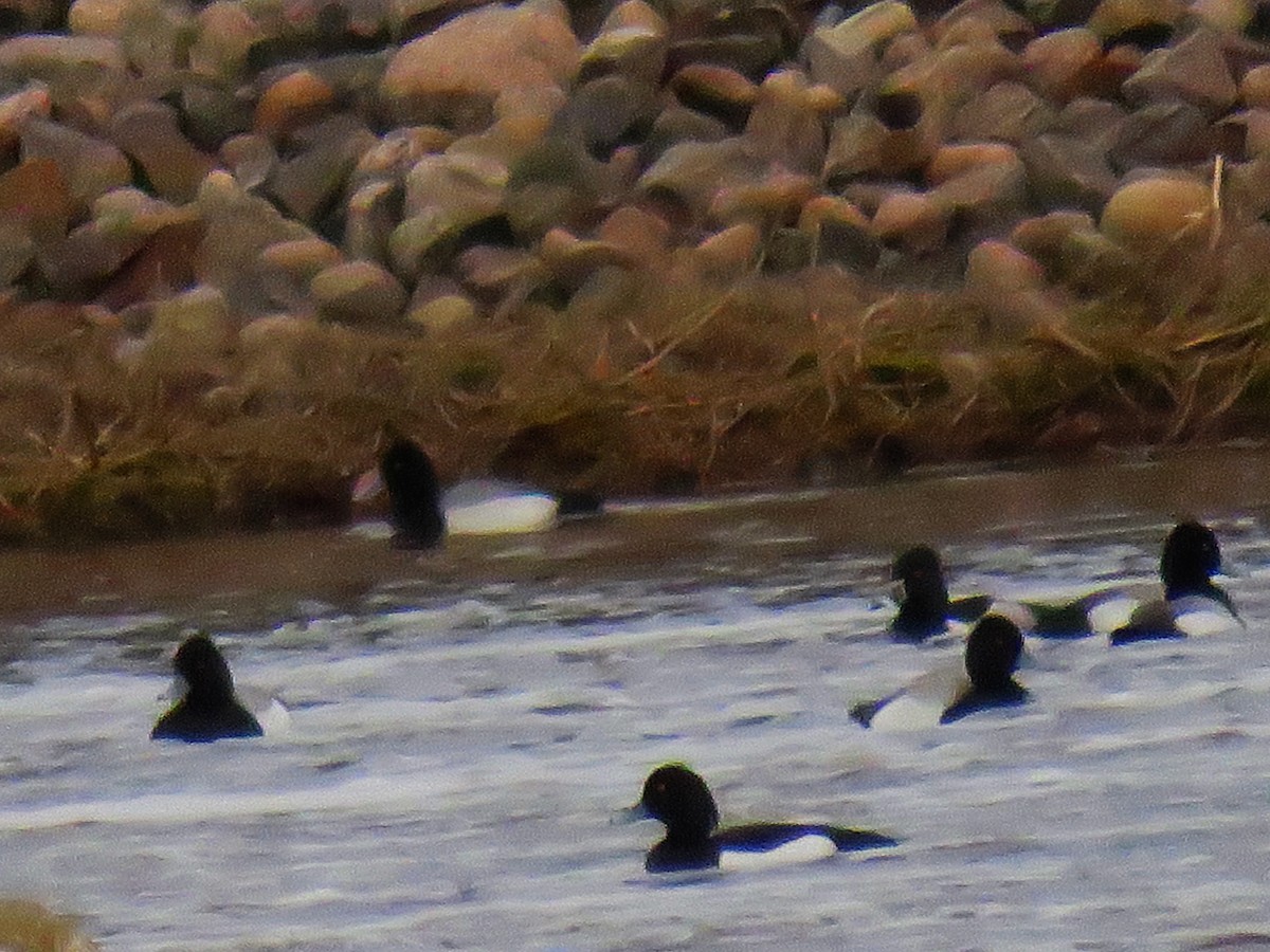 Tufted Duck - ML230369721
