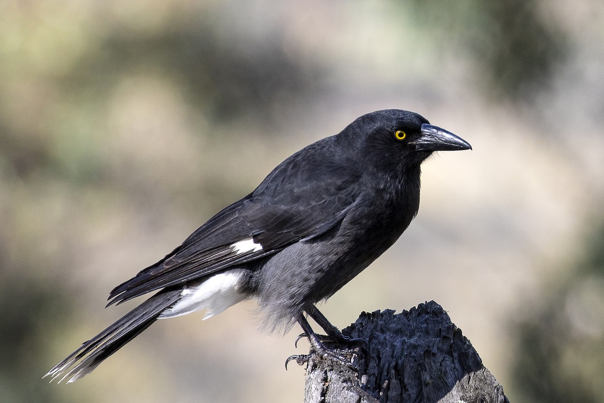 Pied Currawong - ML230379191