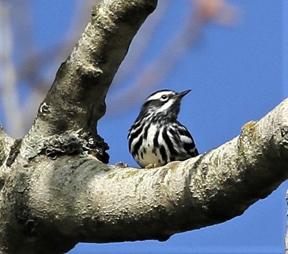 Black-and-white Warbler - ML230384221