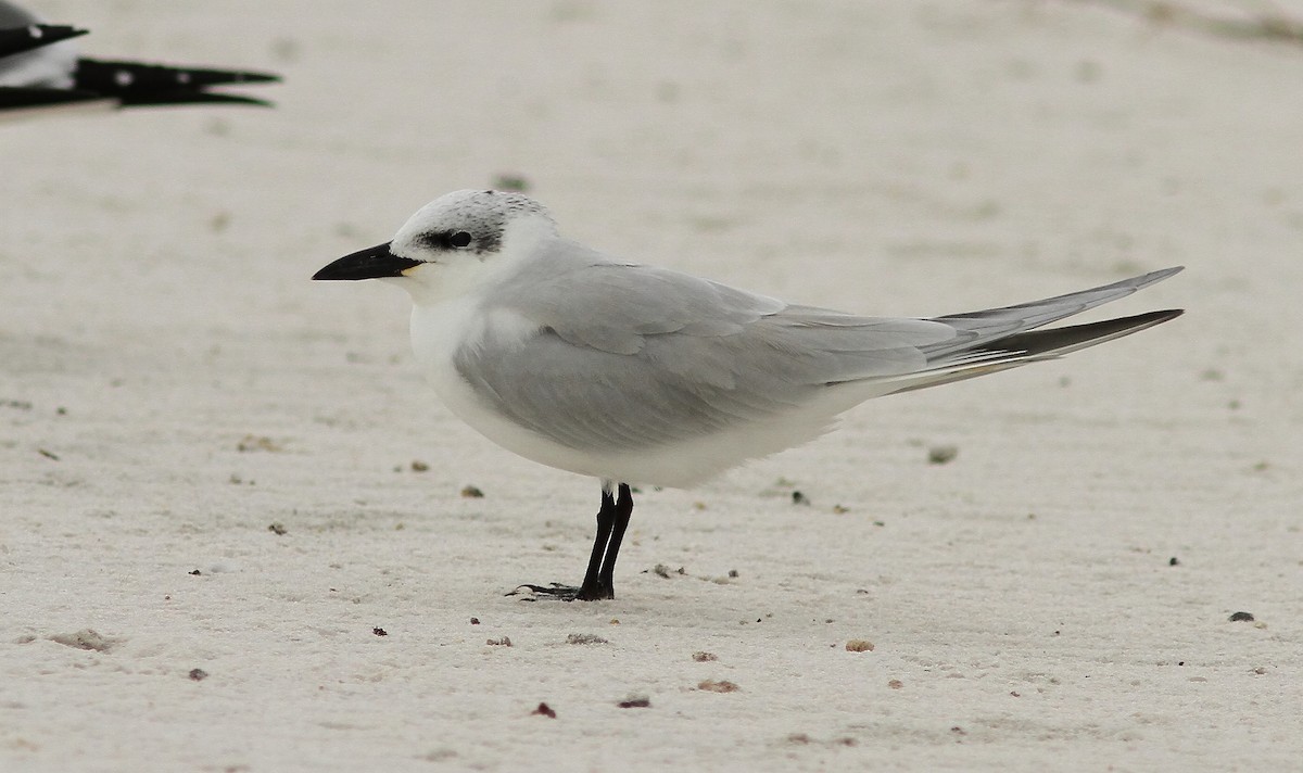 Gull-billed Tern - Vince Capp