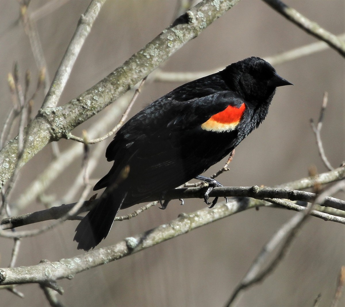 Red-winged Blackbird - Matthew Valencic