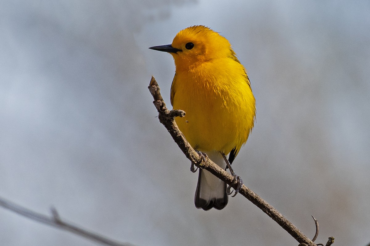 Prothonotary Warbler - ML230394521