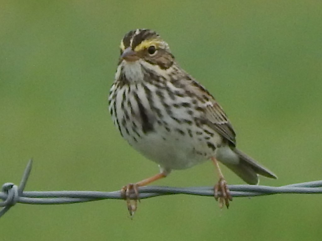 Savannah Sparrow - ML230395081
