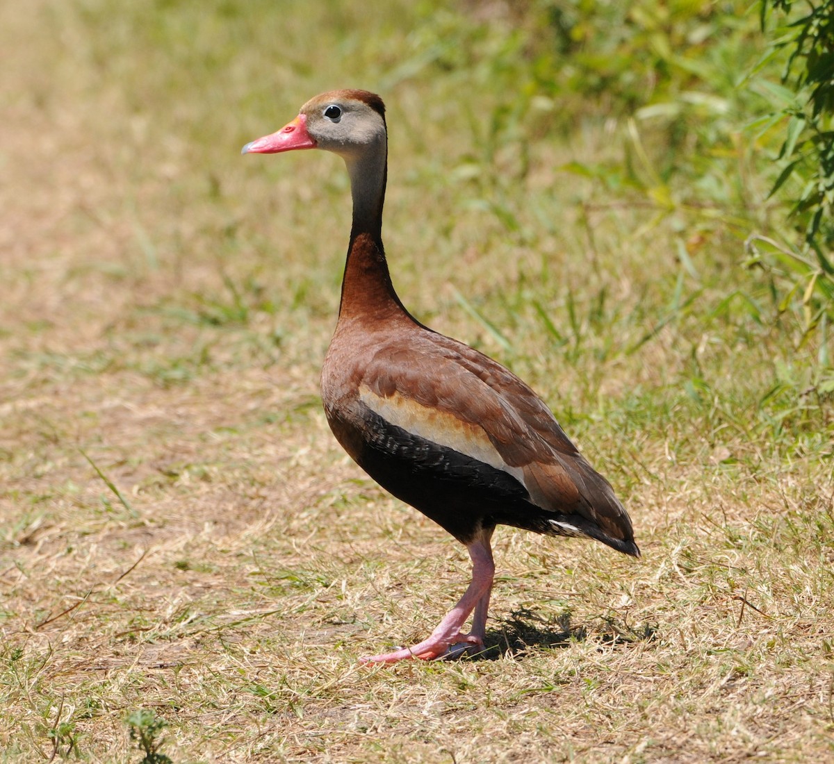 Ebird Checklist - 30 Apr 2020 - Quintana Neotropical Bird Sanctuary 