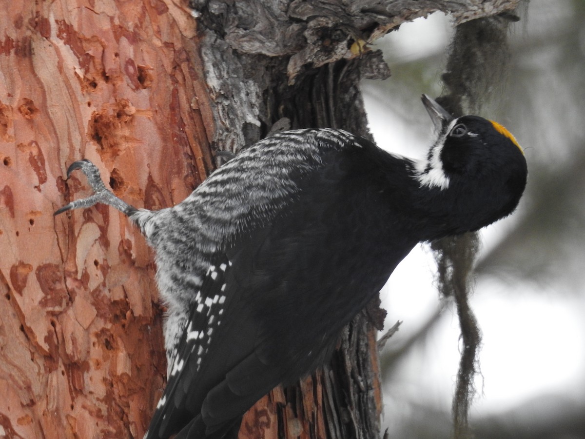 Black-backed Woodpecker - Alan Barnard