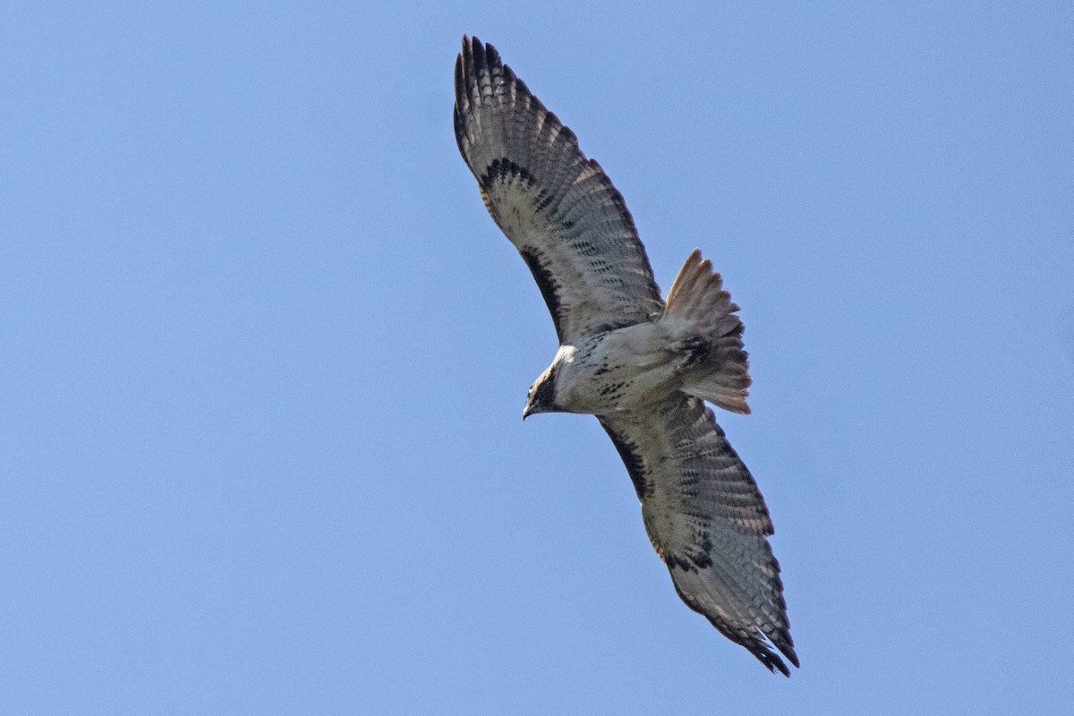 Red-tailed Hawk - ML230399401