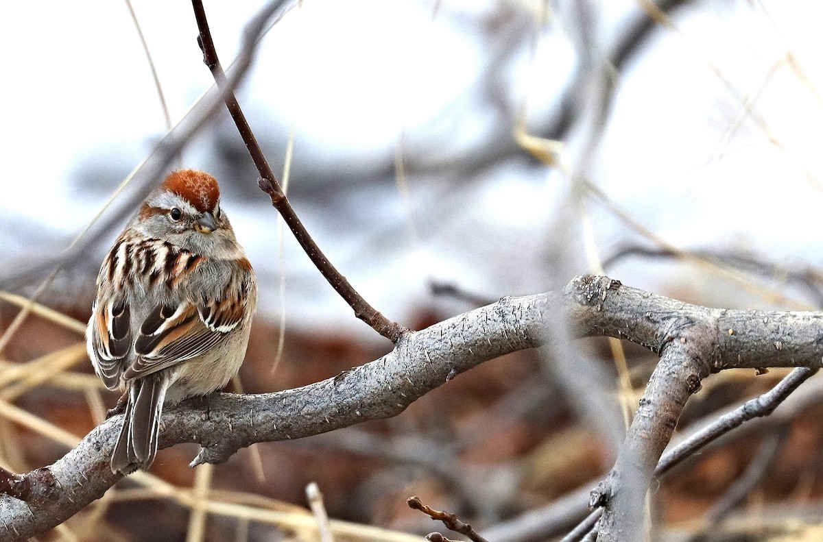 American Tree Sparrow - Nicholas Wasilik