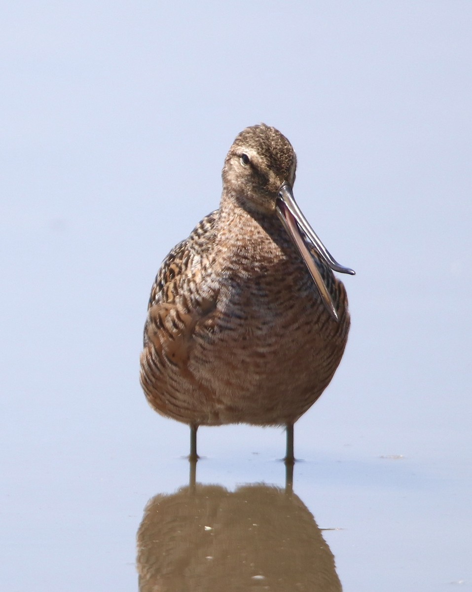 Long-billed Dowitcher - ML230406011
