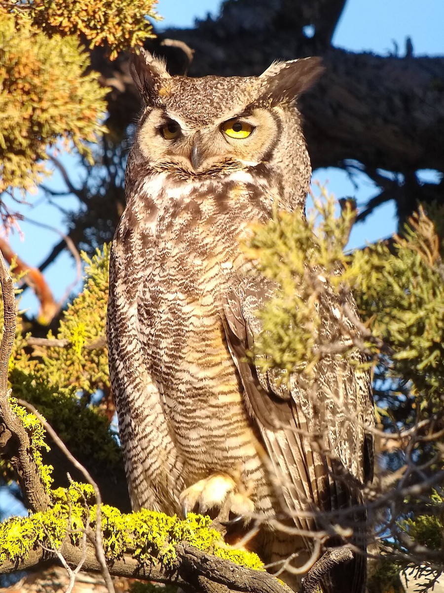 Great Horned Owl - ML230407271