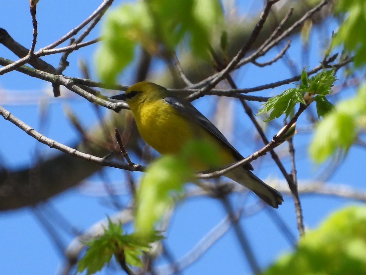 Blue-winged Warbler - Chad Wilson