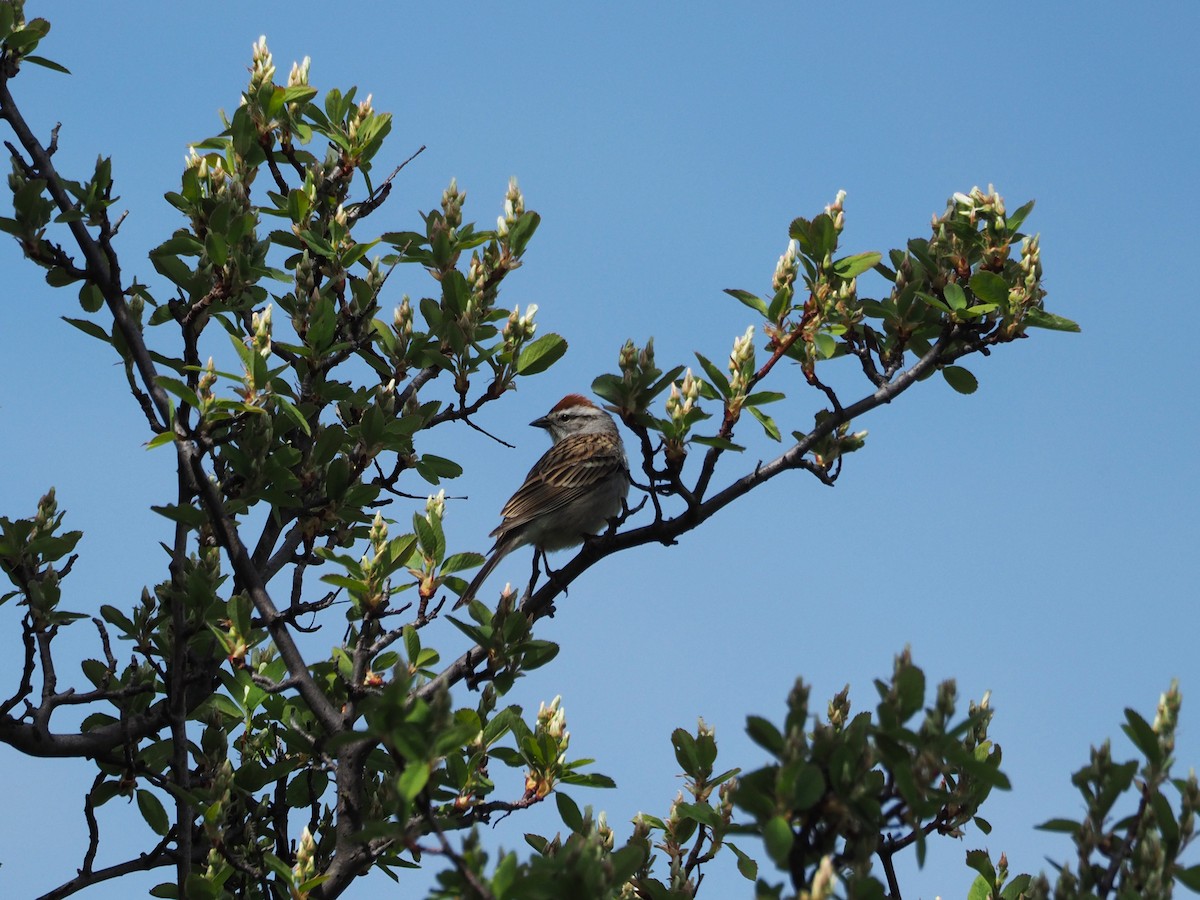 Chipping Sparrow - ML230408191