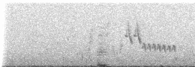 hvitvingekjerrspurv (paynteri) - ML230409
