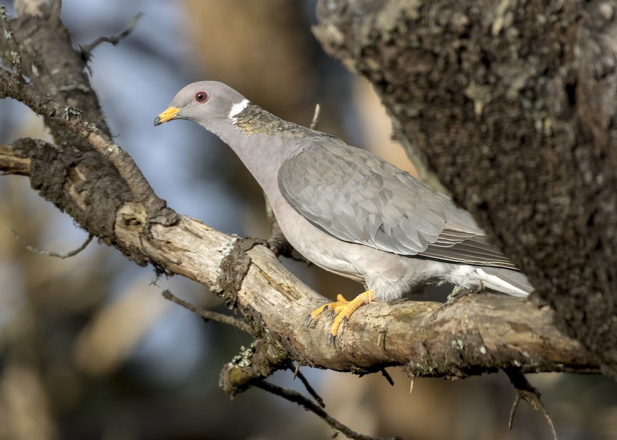 Band-tailed Pigeon - Rachel Holzman