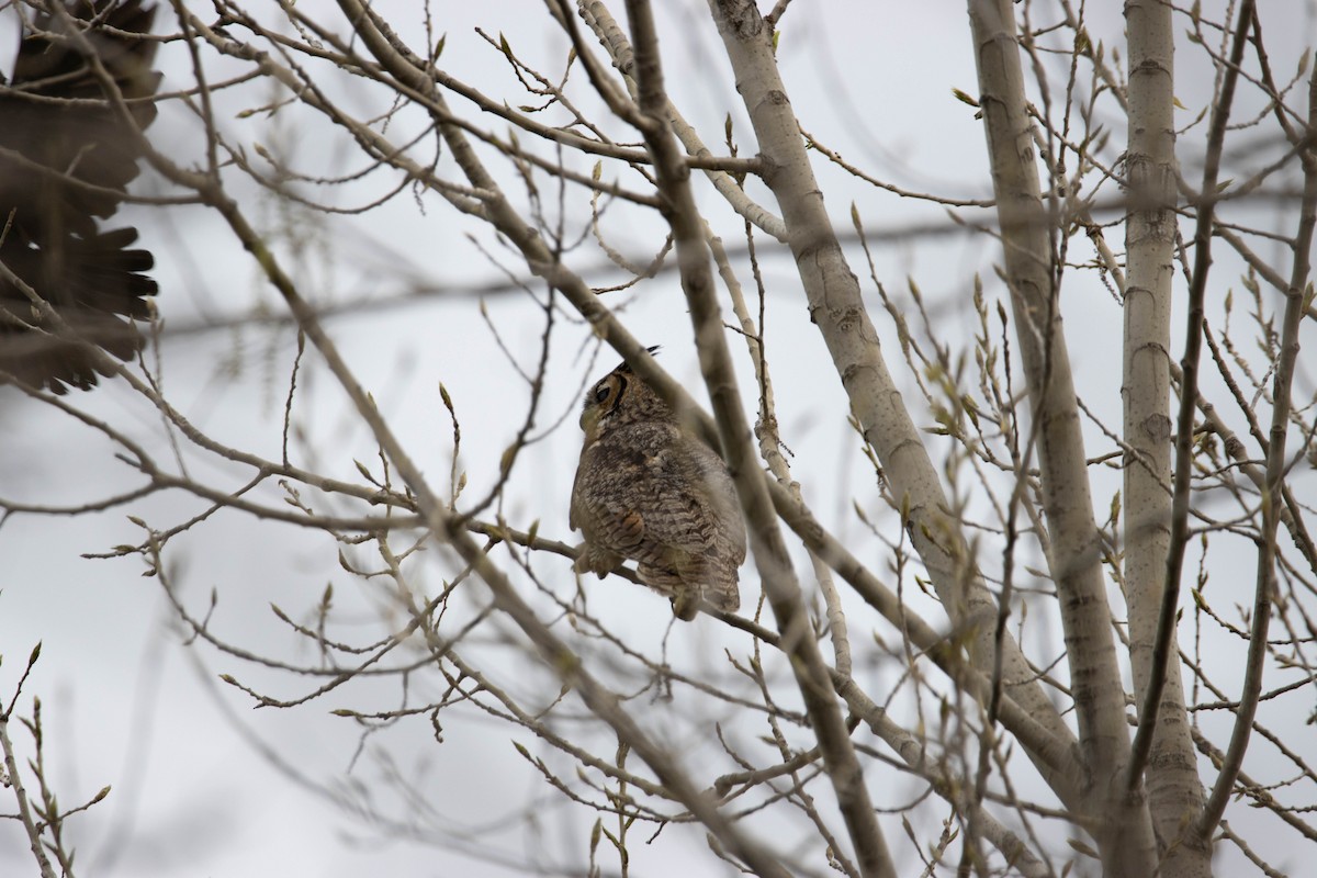 Great Horned Owl - ML230417571