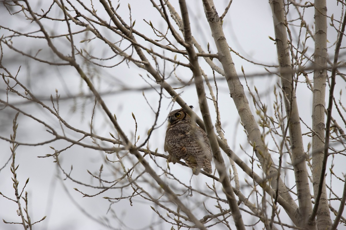 Great Horned Owl - ML230417591