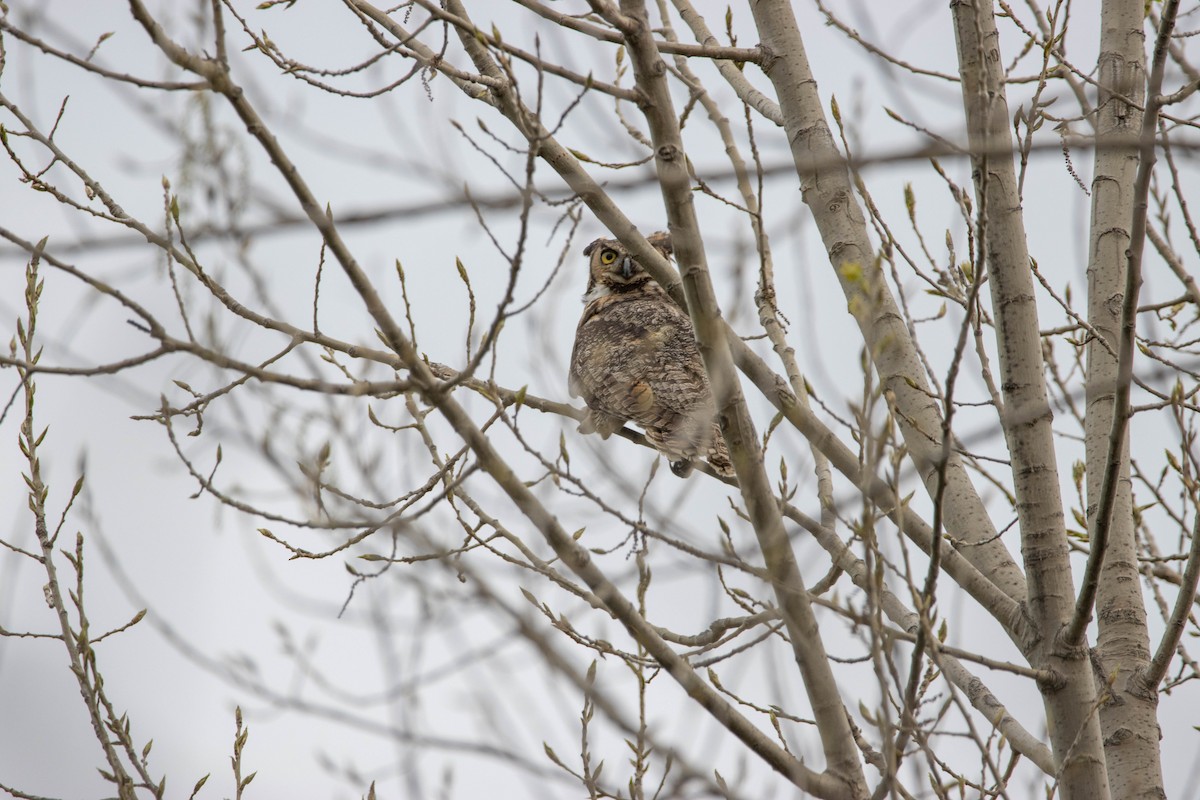 Great Horned Owl - ML230417651