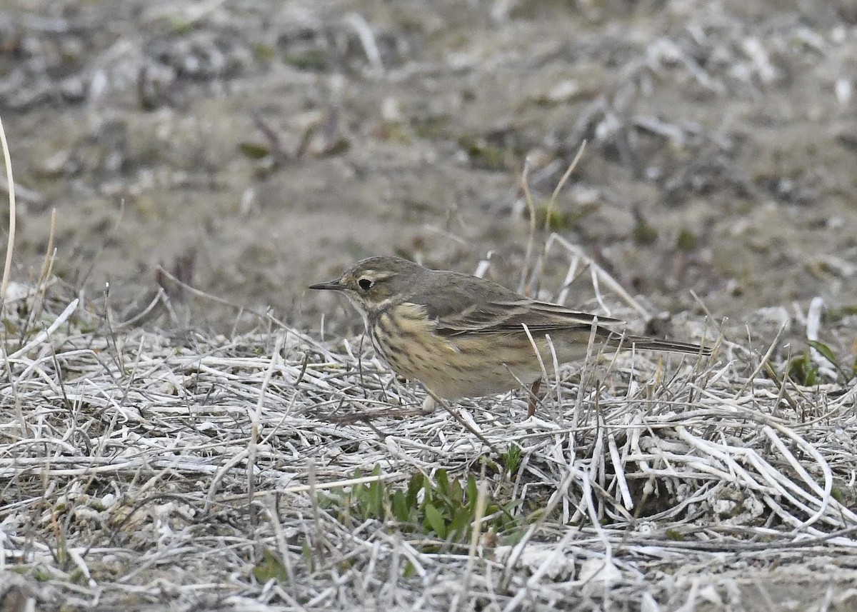 American Pipit - Walter Wehtje