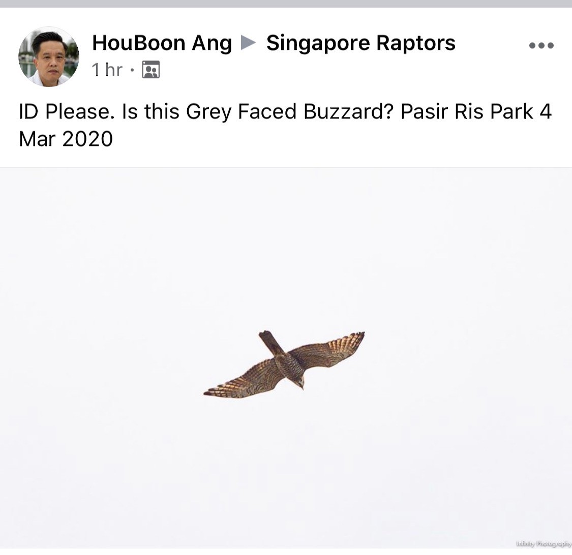 Gray-faced Buzzard - Singapore Social Media